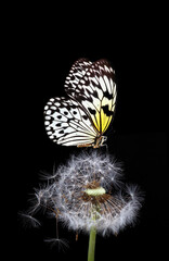 Aufkleber - tropical rice paper butterfly on a white fluffy dandelion in water drops isolated on black.
