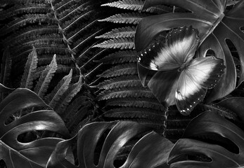 Aufkleber - morpho butterfly on tropical leaves in the forest black and white. exotic tropical leaves and butterfly background. fern and monstera