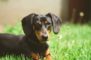 Sticker - A cute dachshund in a  lush spring garden