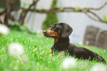 Sticker - A cute dachshund in a  lush spring garden