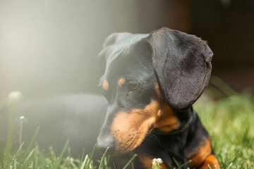 Sticker - A cute dachshund in a  lush spring garden