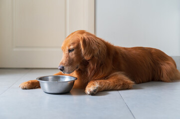 Wall Mural - Golden retriever lying on the floor and eating