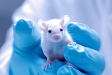 Hand Of Scientist Holding A Small Mouse For Experiment In Laboratory, Created With Generative AI Technology