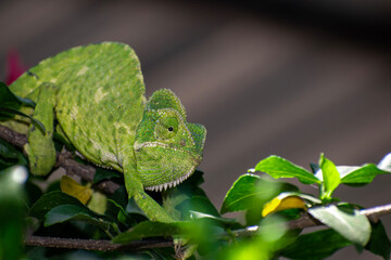 Wall Mural - Beautifu chameleons (chamaeleonidae) , chameleons in branch neture green background