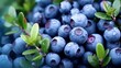 Surface is covered with a thick layer of blueberries, moorland harvest. Natural background. Vaccinium uliginosum (bog bilberry, bog blueberry, northern bilberry or western blueberry) generative ai