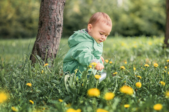 Wall Mural - a child in a meadow watering yellow dandelions, a kid in nature