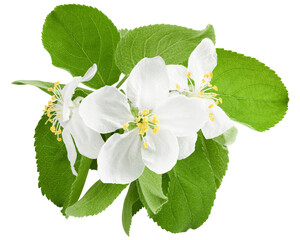 Apple flower isolated on white background, full depth of field