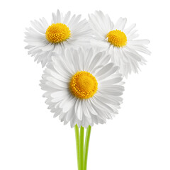 Poster - chamomile isolated on white background, full depth of field