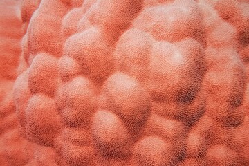 Wall Mural - Organic texture of the mountain hard coral  - Porites Lutea.  Abstract background in trendy coral color .