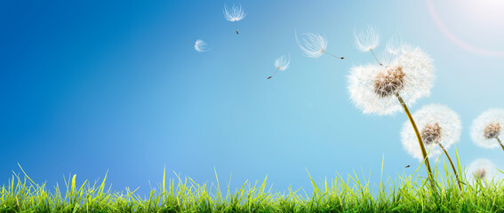 Wall Mural - dandelion weed seeds blowing across a sunny summer blue sky and green grass background.
