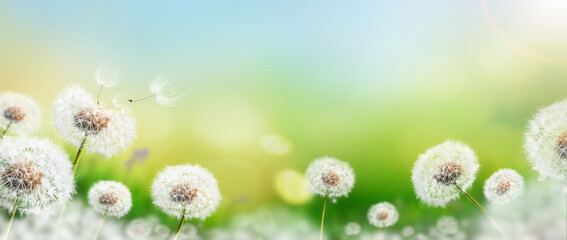 Wall Mural - dandelion weed seeds blowing across a brightly lit spring garden with a blurred bokeh sunny foliage 