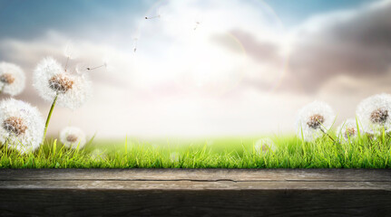 Wall Mural - dandelion weed seeds blowing across a spring, summer garden of a green grass lawn and wooden bench t