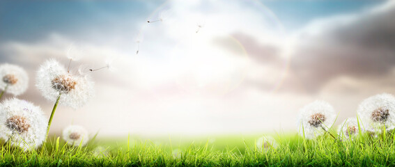 Wall Mural - Dandelion weed seeds blowing across a spring, summer garden of green grass lawn with a bright sunny background