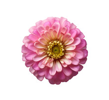One Pink Zinnia Flower Isolated On Transparent Background . Made With Generative Ai.