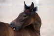 Animal behavior of the horse by scratching the body with the mouth and teeth