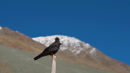 Wall Mural - Closeup shot of Alpine chough with yellow beak in front of the snow covered mountains at Spiti Valley in Himachal Pradesh, India. Blackbird sitting on a pole in front of the mountain peaks.