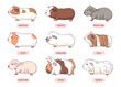 Guinea Pig Breeds Icon Set. Isolated Illustrations on White Background. Animal rodents collection. Different Types of Guinea Pigs - american, crested, skinny, himalayan, merino, silky, teddy, sheba,