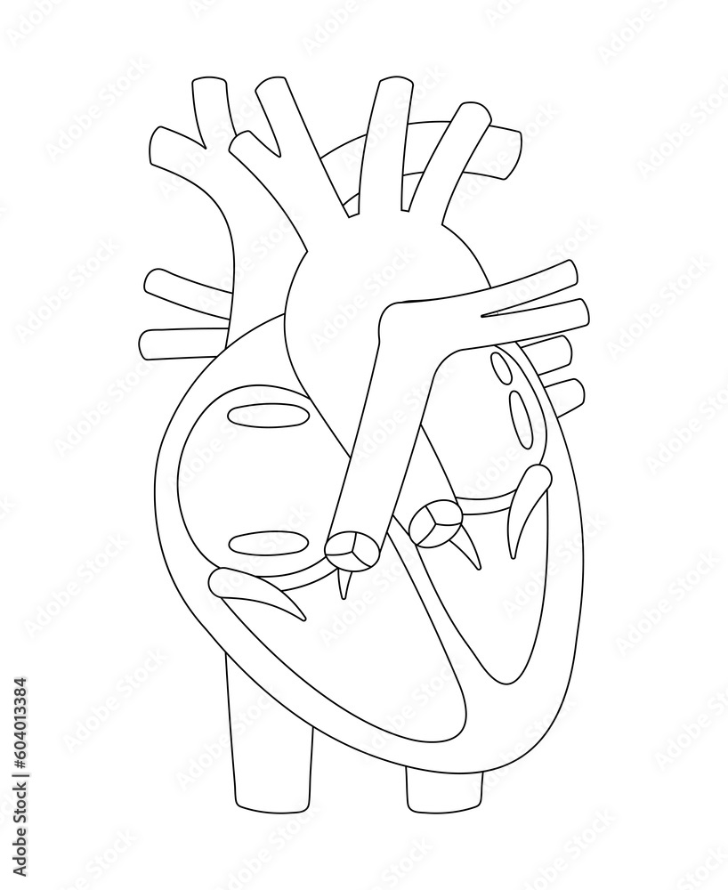 Structure of Human Heart. Black and white illustration (outline). Stock ...