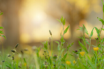 Wall Mural - grass flower and green grass leaves on blur background of orange sunrise sky. beautiful garden in th