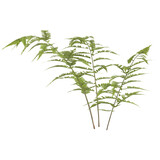 Fototapeta Sypialnia - 3d illustration of fern leaf isolated on transparent background