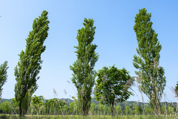 Beautiful green leaves and tree in a park, green colors and summer landscape background blue sky.