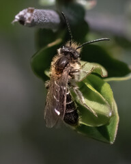 Wall Mural - A small early spring Andrena Mining Bee resting on a green leaf. Long Island, New York, USA.