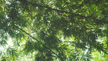 Wall Mural - Green bamboo leaves with bokeh light sunrise in the park, Spring and summer, Young green spring tree background