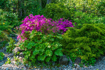 Poster - Pink Azalea Flowers 2