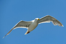 Large Seagull In Flight Isolated Against A Deep Blue Sky With Space For Copy