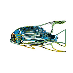 color sketch of colorful fish with transparent background