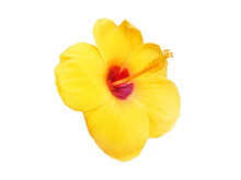 Yellow Hibiscus Flowers On A White Background,PNG File