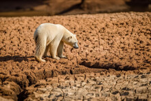 Polar Bear Looking For Water In A Dried Terrain