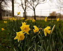 Daffodils In The Park