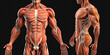 © jovannig - Male Muscular System Anatomy, human body - Generative AI