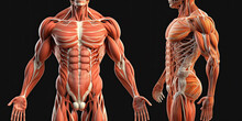 Male Muscular System Anatomy, Human Body - Generative AI