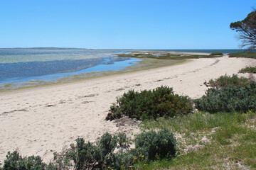 Wall Mural - littoral at kangaroo island (australia)