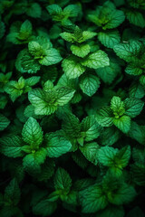 Poster - Closeup beautiful mint leaves background