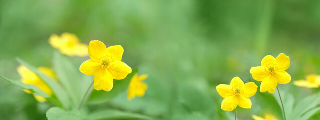 Wall Mural - spring yellow flowers close up, abstract natural green background. Beautiful gentle floral nature image. spring blossoming season. Buttercup is caustic, Ranunculus acris flower. banner