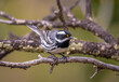 Black-throated Gray Warbler in the Colorado Mountains
