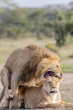 Fototapeta Sawanna - Lions Mating