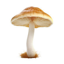 Mushroom Isolated On White Background