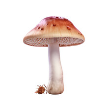 Mushroom Isolated On White