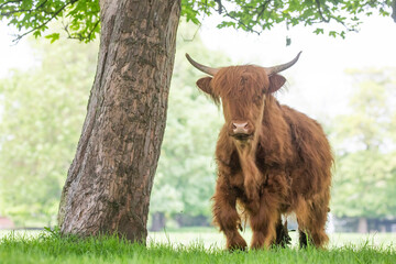 Sticker - highland cow 