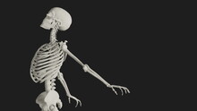 Skeleton Posing 3d Render Illustration With Black Background	