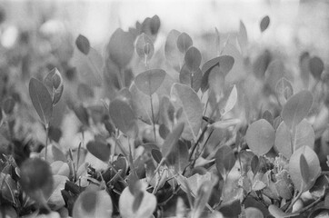 black and white leaves