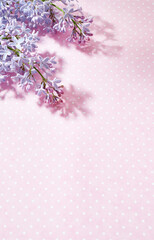 Wall Mural - flat lay frame with lilac branches on a pink background
