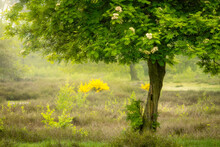 Spring Morning With Tree With Fresh Green Leaves And Blurry Background With Heather And Yellow Flowers At Nature Reserve At The Hatertse Vennen, Nijmegen, The Netherlands