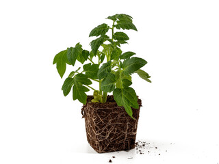 Young tomato seedlings isolated on white background. Tomatoes no background png.