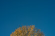 Fragment jesiennego drzewa na tle błękitnego nieba.