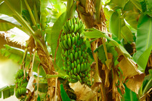 Banana Bluming And Grove.big Green Clusters Grow